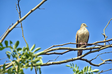 Eared dove perched on tree branch