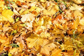 Background of fallen yellow maple leaves in autumn