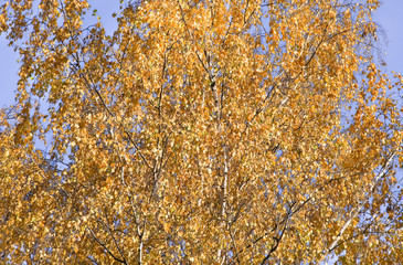 Golden crowns of the birch trees on blue sky background in autumn