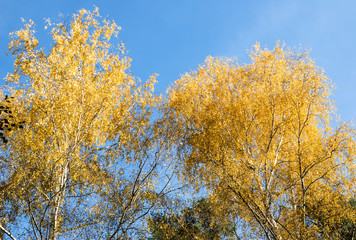 Golden crowns of the birch trees on blue sky background in autumn