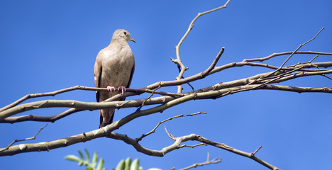 Fototapeta premium Eared dove perched on tree branch