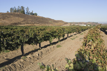 Fototapeta na wymiar Tree lined dirt road in a vineyard