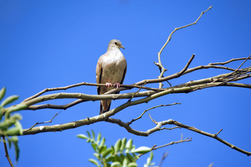 Eared dove perched on tree branch