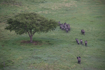 Savannah view with a herd of elephants from Balloon Safari in Serengeti, Tanzania