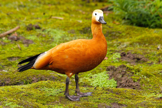 Ruddy shelduck (Tadorna ferruginea) in the family Anatidae, subfamily Tadorninae, in captivity in the United Kingdom