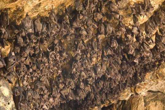 Bats on roof of cave chamber inside Purah Goa Lawah, Hindu Bat Temple cave, eastern Bali, Indonesia