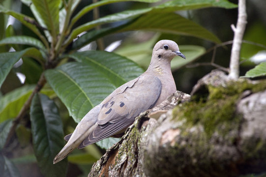 Eared dove perched on loquat tree branch