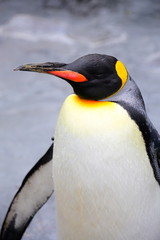 Naklejka premium オウサマペンギン