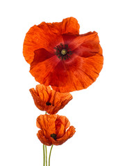 Three red poppies isolated on white.