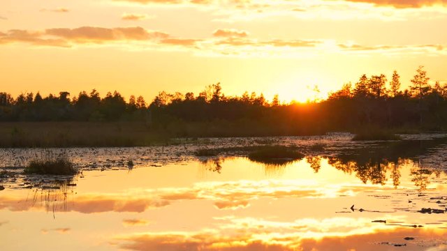Amazing swamp wetlands at beautiful golden summer