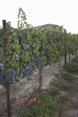 Fototapeta na wymiar Rows of hanging bunches of grapes in vineyard