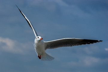 Flying seagull