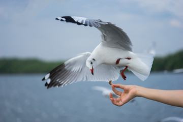 seagull