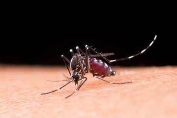 Mosquito