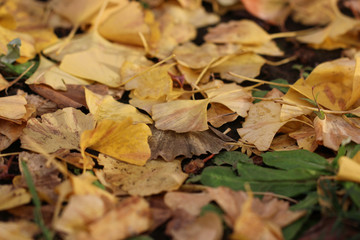 Naklejka na ściany i meble fall of leaves