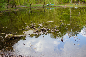 Spring Park. Lake in the spring park. Spring landscape.