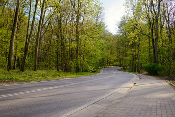 A road in the forest