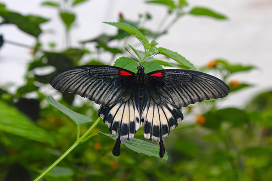 Great Mormon (Papilio memnon), a large butterfly belonging to the swallowtail family, found in southern Asia