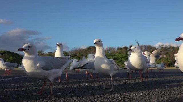SLOW MOTION CLOSE UP: Group of cute, curious seagulls on empty parking lot 