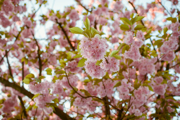 Spring Cherry blossoms, pink flowers.
