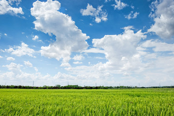 rice field and blue sky