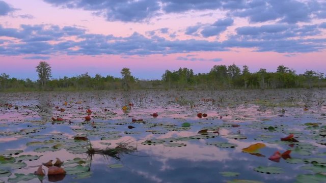 Gorgeous wetlands with mossy cypress swamp trees at pink sunrise