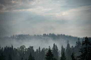 Mountain forest covered by fog
