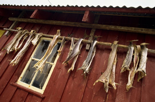 Died cod hanging outside house, Grip Island, off Kristiansund