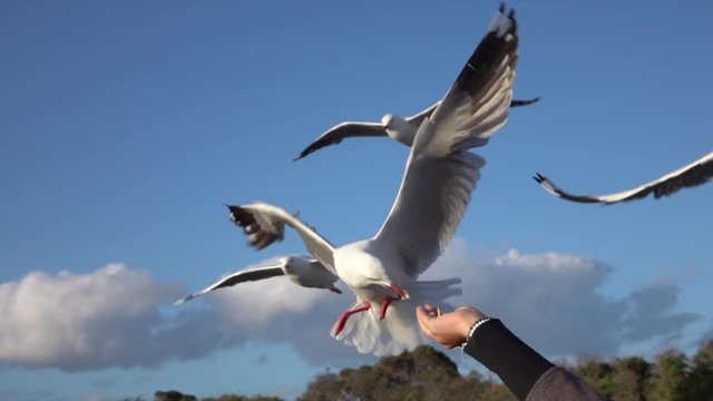 CLOSE UP: Adorable, curious seagull succeeding at catching the food while flying