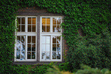 Window hidden in green ivy.