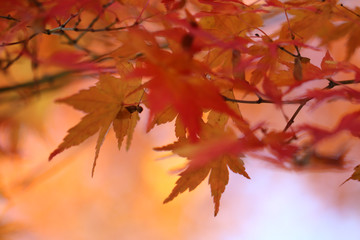 maple leaf
