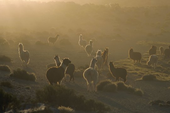 Llamas, Lauca National Park, Atacama, Chile