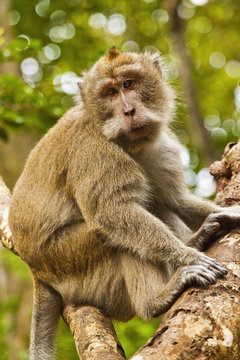 Crab-eating (long-tailed) macaque monkey, known for stealing from tourists, National Park, Pangandaran, Java, Indonesia