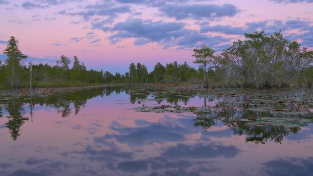 Gorgeous wetlands with mossy cypress swamp trees at pink sunset