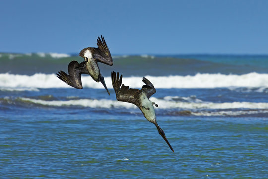 Pair of Brown Pelicans (Pelecanus occidentalis) dive for fish at the Nosara River mouth, Nosara, Guanacaste Province 