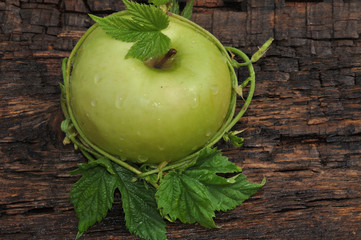 Ripe Apple green