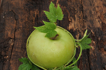 Ripe Apple green