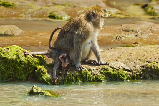 Crab-eating (long-tailed) macaque monkey with baby by a river mouth in the national park at Pangandaran, Java, Indonesia