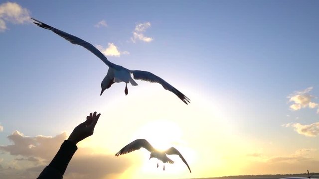SLOW MOTION CLOSE UP: Feeding hungry fearless seagulls at beautiful sunset