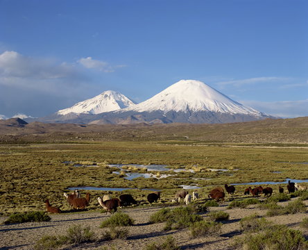 Llamas grazing before Volcanoes Parinacota and Pomerape, Lauca National Park, Chile
