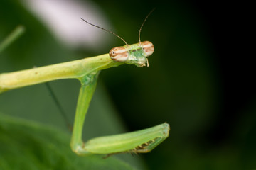 Mantis verde