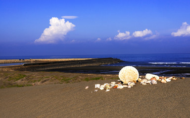 Fototapeta na wymiar Seashell on sand of beach with cloud sky.