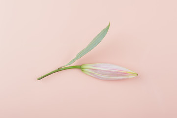 Pink Lily put on a pink background.