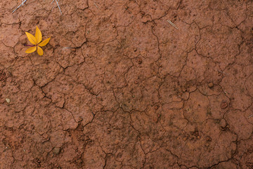 image of red soil with a vine leaf.