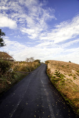 Miscanthus on side of country road.