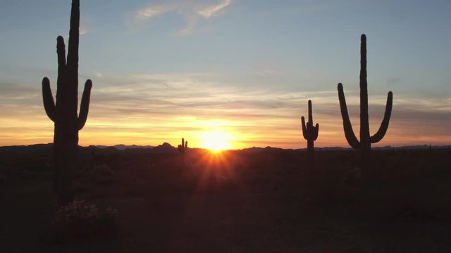 AERIAL: Big beautiful cactuses in desert landscape at red sunset