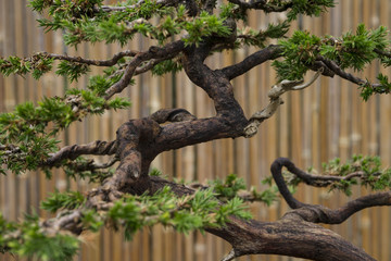 Close-Up of a bonsai tree in front of bamboo