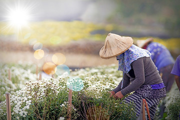 Harvesting chrysanthemum(daisies), which flowers In traditional Chinese medicine has a therapeutic effect so it is an economic crop.