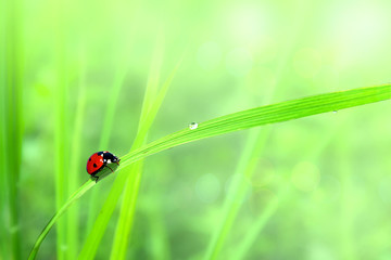 Close up of ladybug on blade of grass
