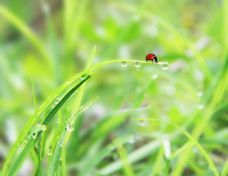 Close up of ladybug on grass